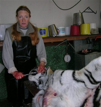 Konservator JS mäter tigerkäft