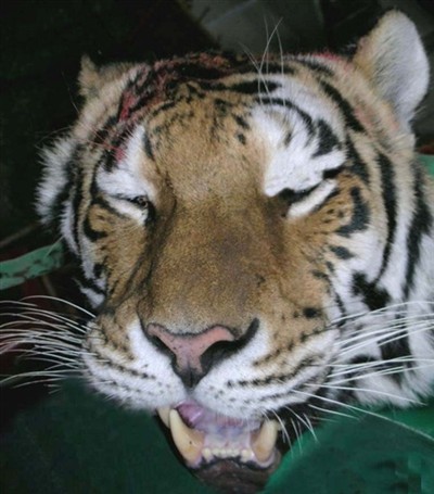 Konservator JS tigerporträtt