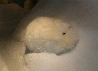 Fj&auml;llr&auml;v ihoprullad