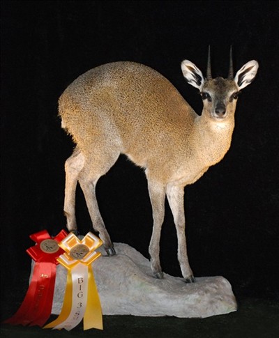 Konservator JS klipspringer