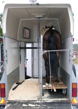 hästtransport till Medeltidsmuseet