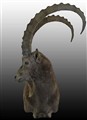 TR ibex 2.jpg