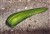 MO Ediacara.jpg