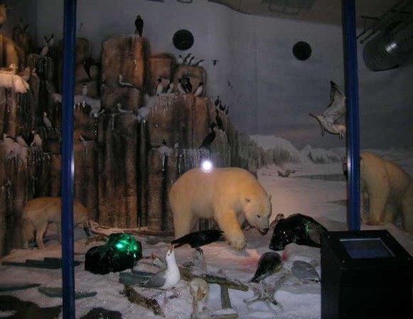 Isbj&ouml;rnsdiorama i Orsa